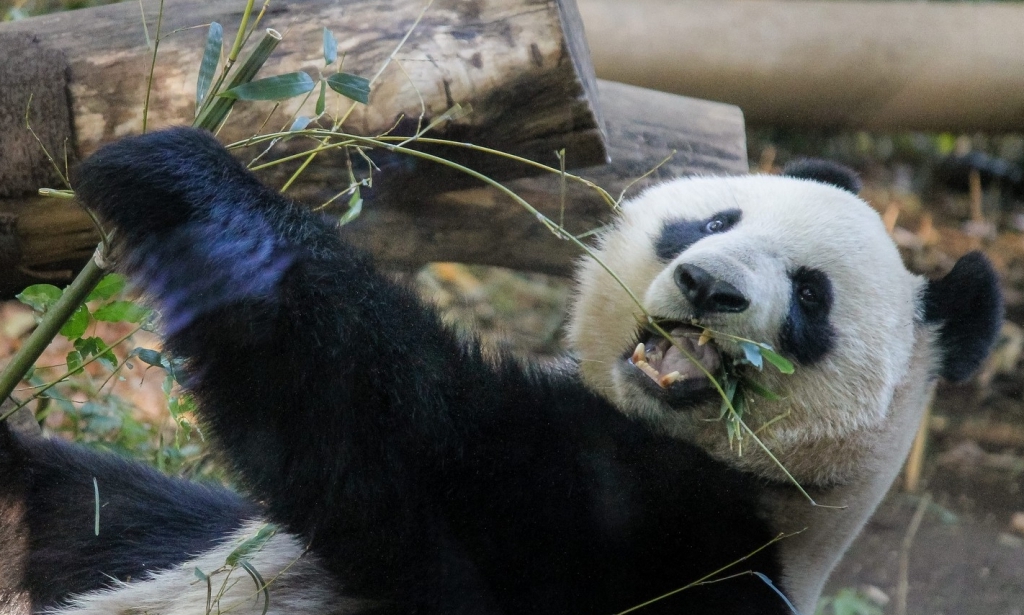 パンダの食べ物は竹や笹だけ 可愛いわりに意外な一面も チャンプルー